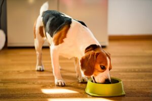 Dog beagle eating canned food from bowl in bright interior
