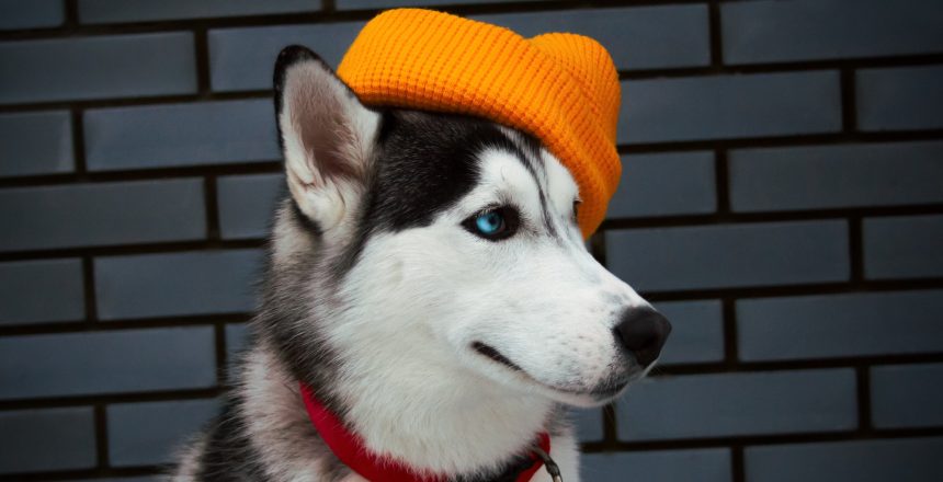 cute funny husky dog in yellow hat while dog walking against grey brick wall