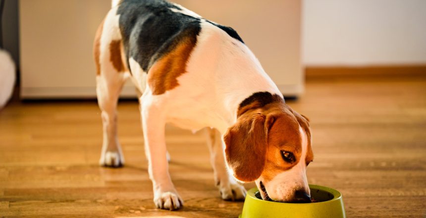 Dog beagle eating canned food from bowl in bright interior